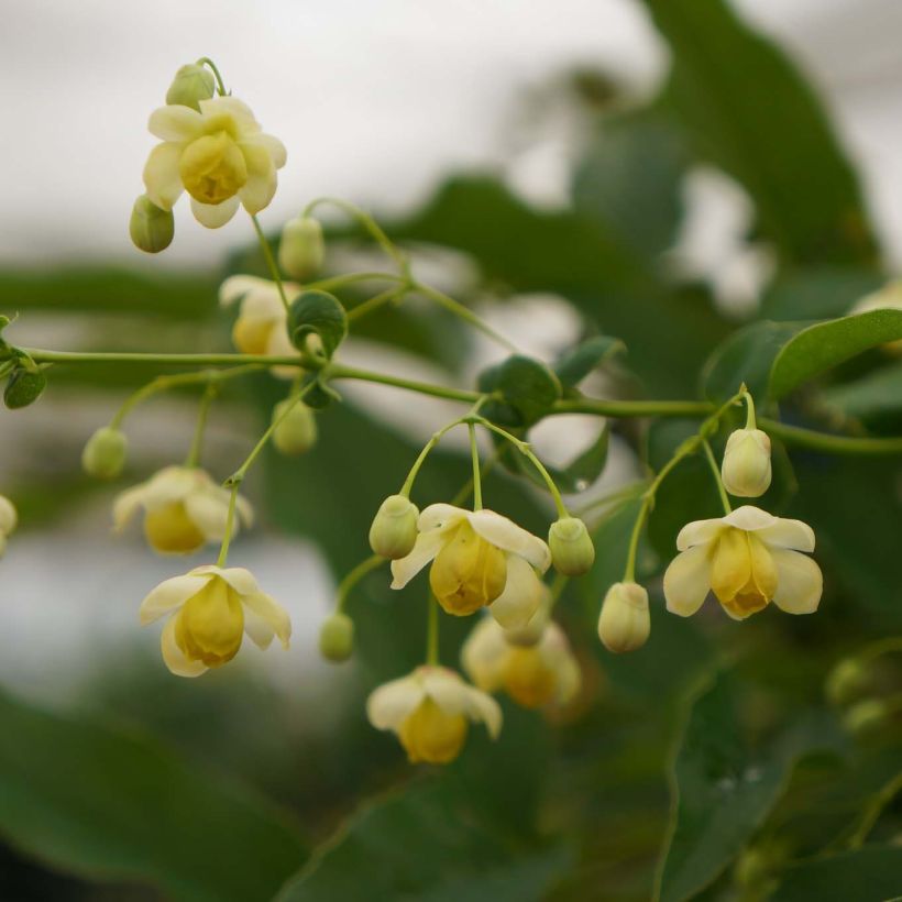 Mahonia russellii - Mahonie (Blüte)