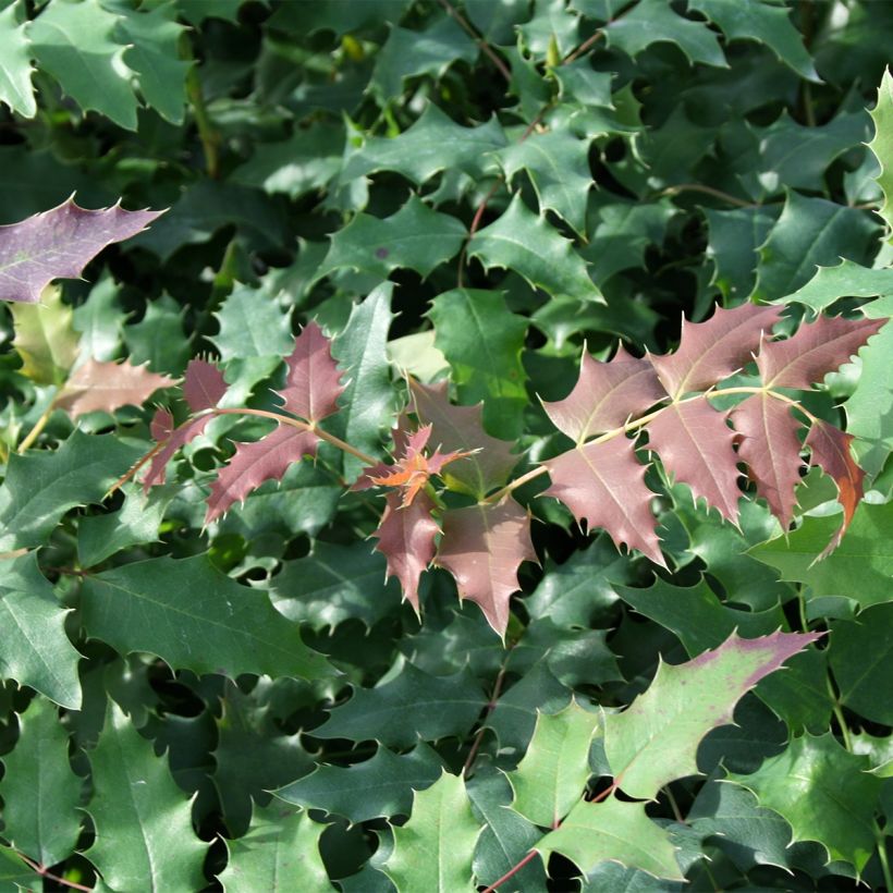 Mahonia wagneri Fireflame - Wagners Mahonie (Laub)