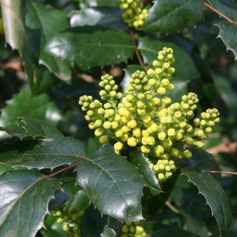 Mahonia wagneri Pinnacle - Wagners Mahonie (Blüte)