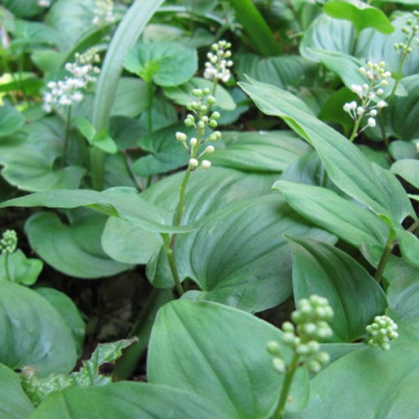 Maianthemum bifolium - Schattenblume (Blüte)