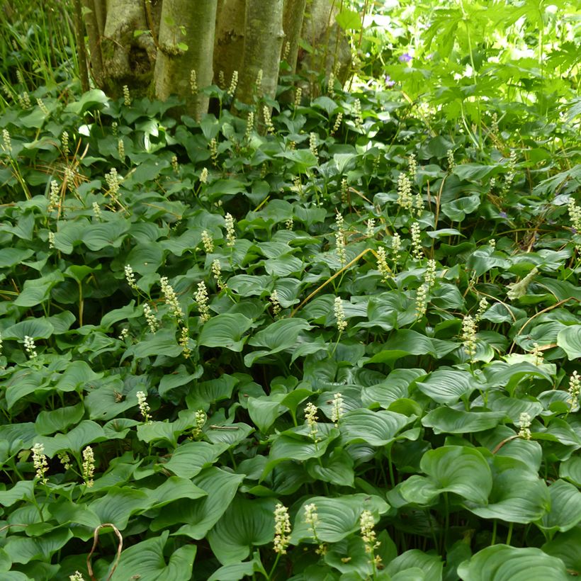 Maianthemum bifolium - Schattenblume (Hafen)