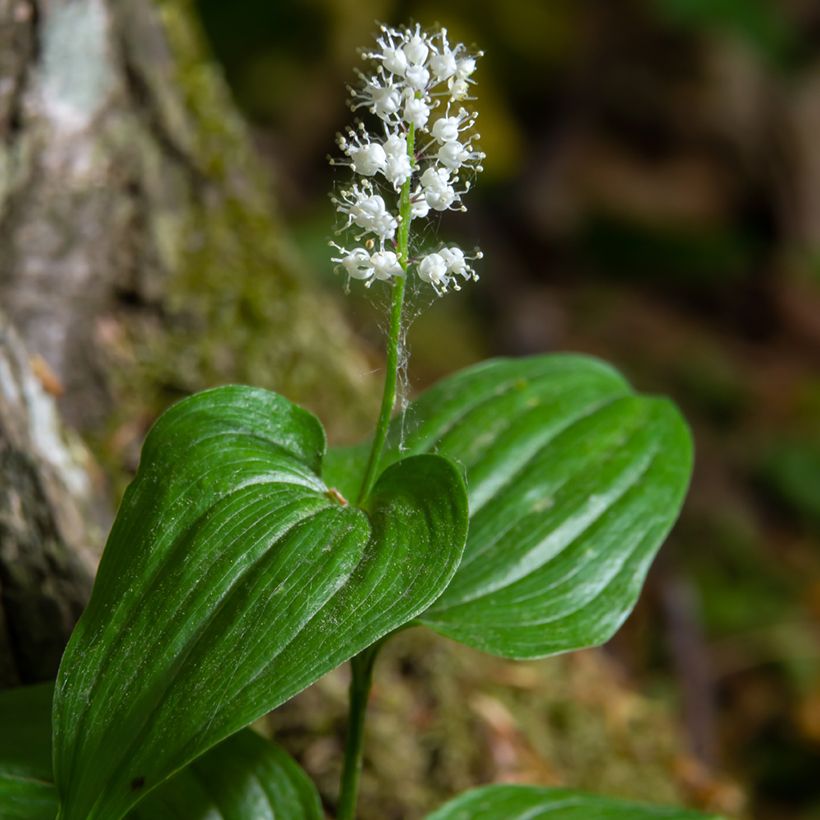 Maianthemum kamtschaticum - Schattenblume (Blüte)