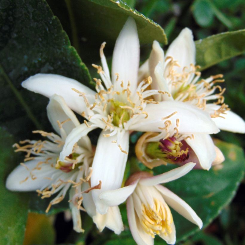 Buddhas Hand - Citrus medica var. sarcodactylis (Blüte)