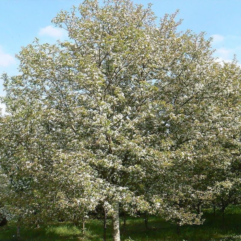 Zierapfel Comtesse De Paris - Malus (Hafen)