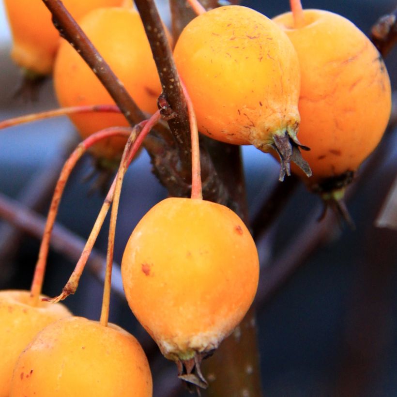 Zierapfel Comtesse De Paris - Malus (Ernte)