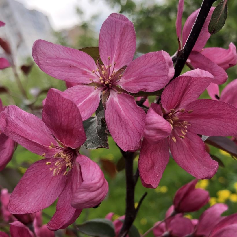 Zierapfel Diable Rouge - Malus (Blüte)