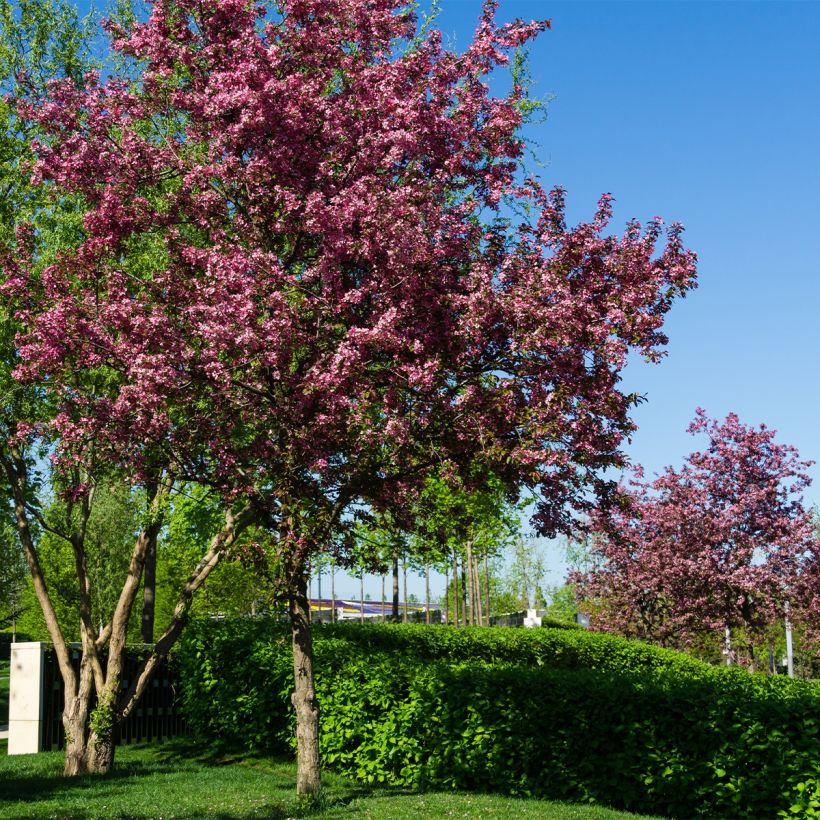 Zierapfel Diable Rouge - Malus (Hafen)