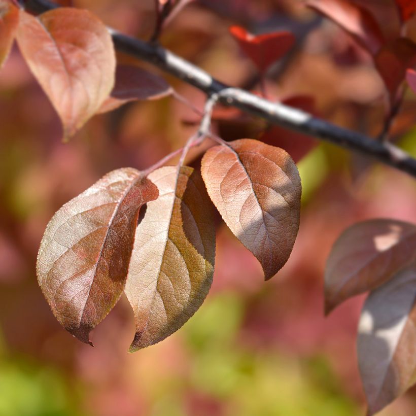 Purpur-Apfel Eleyi - Malus purpurea (Laub)