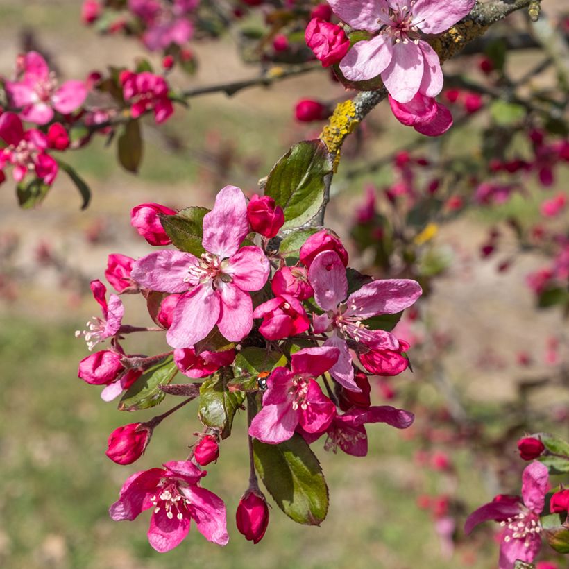 Purpur-Apfel Eleyi - Malus purpurea (Blüte)