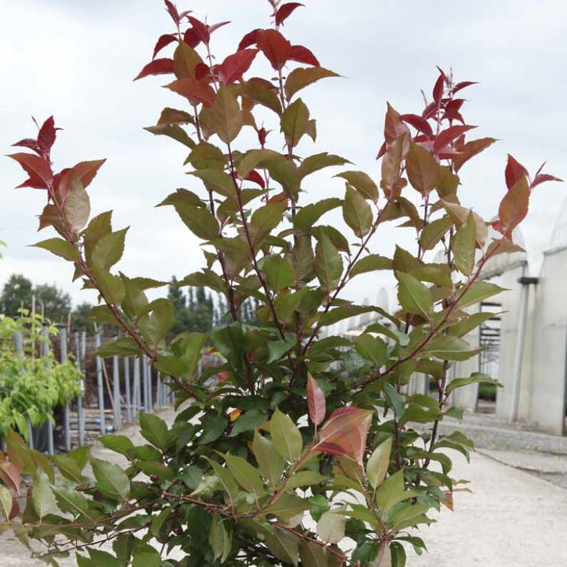 Zierapfel Prairiefire - Malus (Laub)