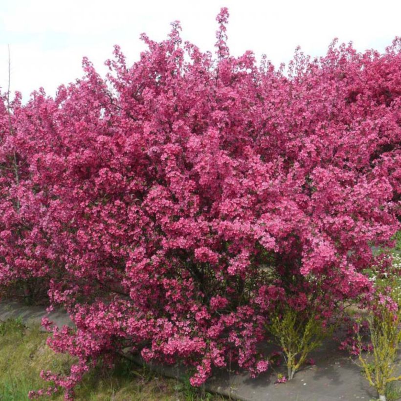 Zierapfel Prairiefire - Malus (Hafen)