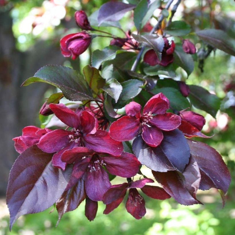 Zierapfel Royalty - Malus (Laub)