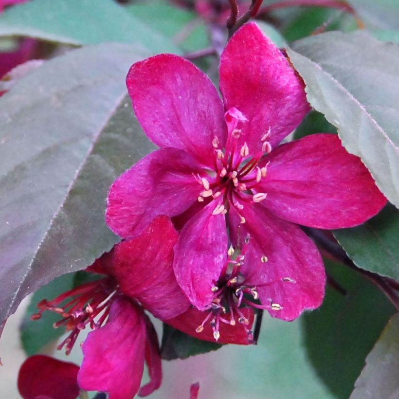 Zierapfel Royalty - Malus (Blüte)