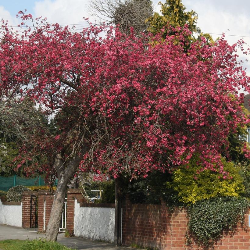 Zierapfel Royalty - Malus (Hafen)