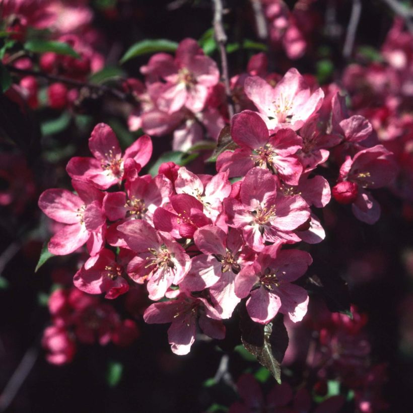 Zierapfel Rudolph - Malus (Blüte)