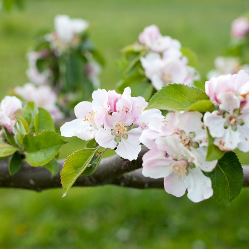 Apfelbaum Bramley's Seedling - Malus domestica (Blüte)