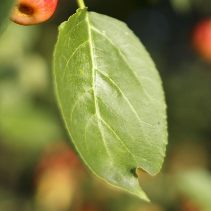 Zierapfel Red Jewel - Malus (Laub)