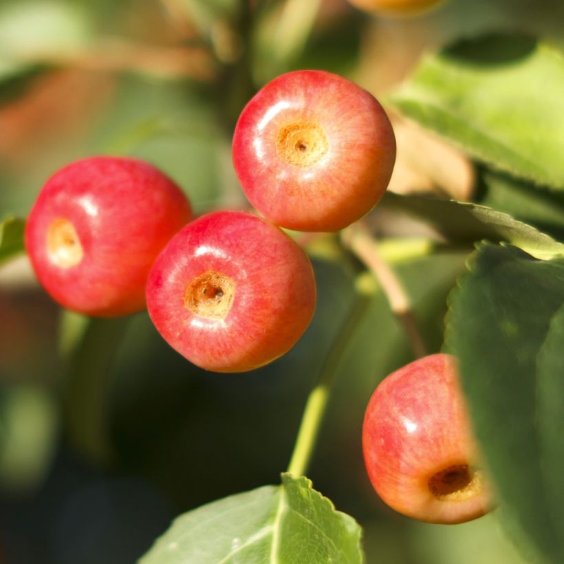 Zierapfel Red Jewel - Malus (Ernte)