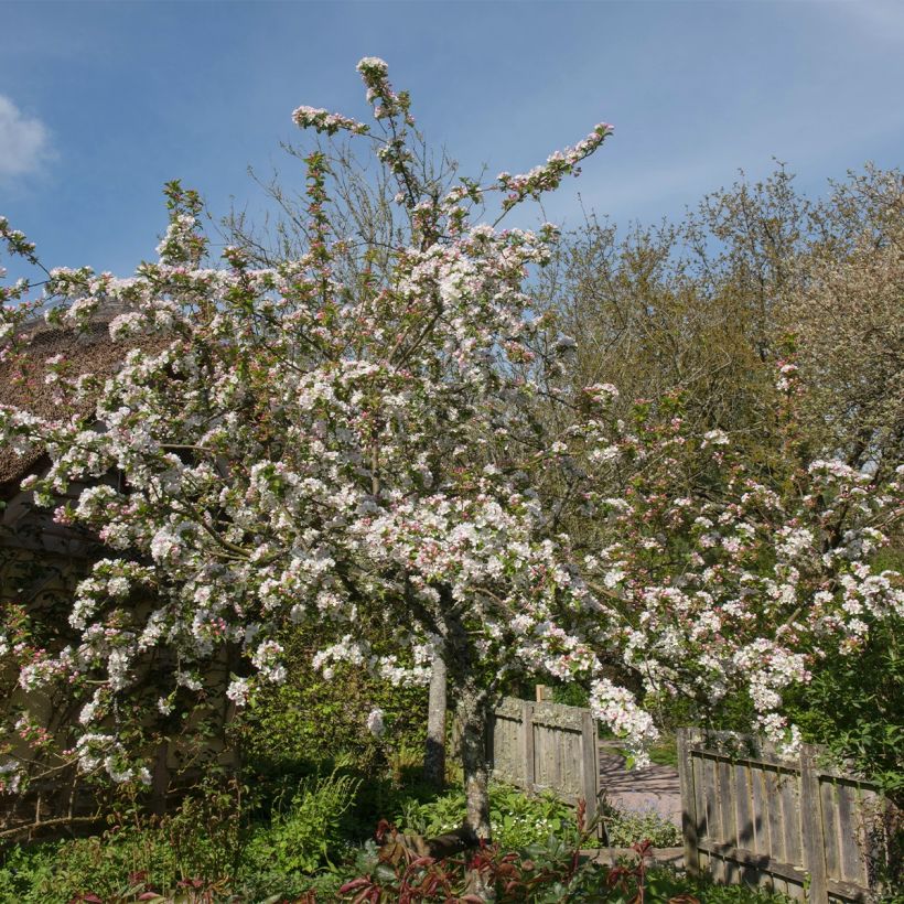 Zierapfel Red Jewel - Malus (Hafen)