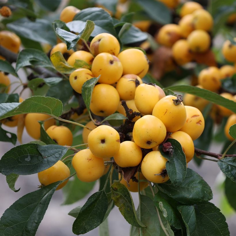 Zierapfel Yellow Siberian - Malus robusta (Ernte)