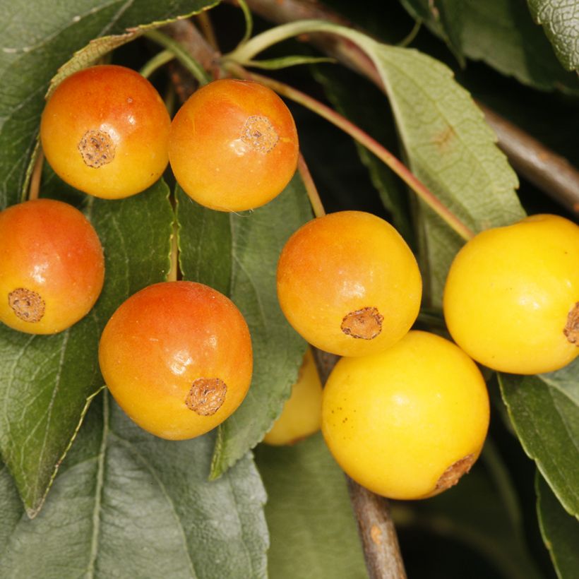 Zierapfel Pendula - Malus sachalinensis (Ernte)