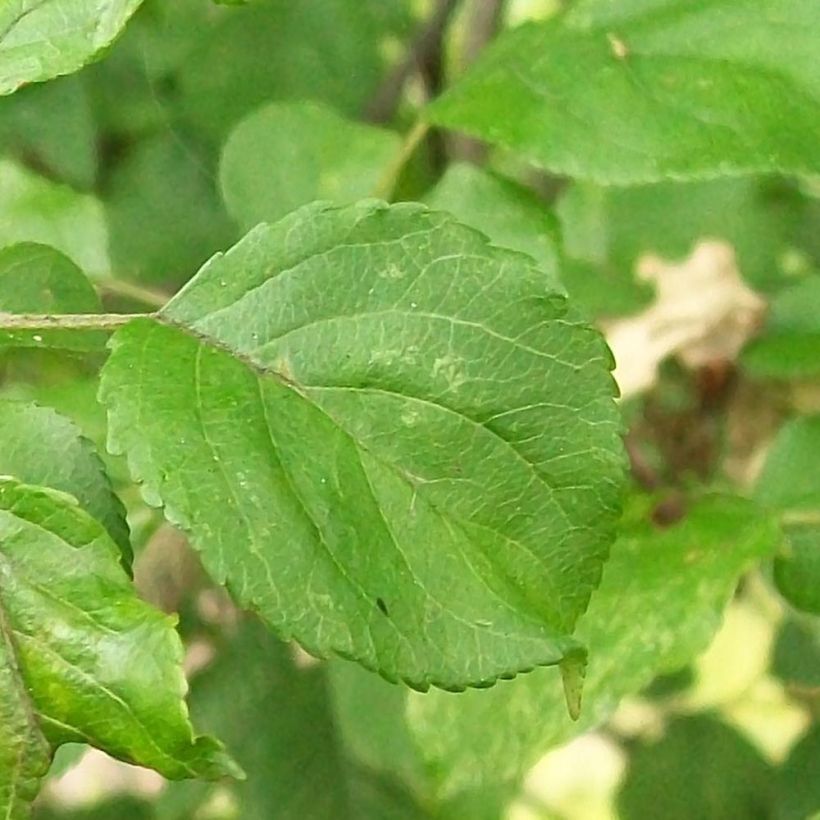 Holzapfel - Malus sylvestris (Laub)