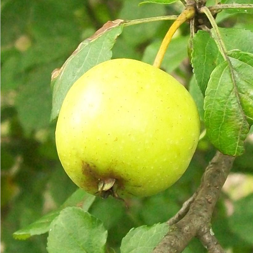 Holzapfel - Malus sylvestris (Ernte)