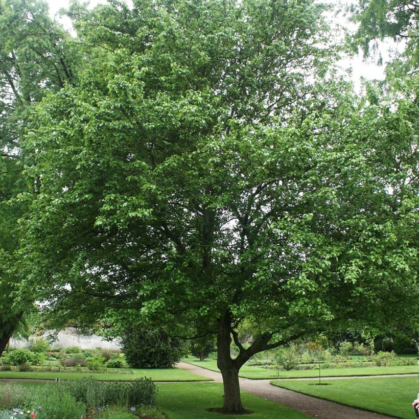 Holzapfel - Malus sylvestris (Hafen)