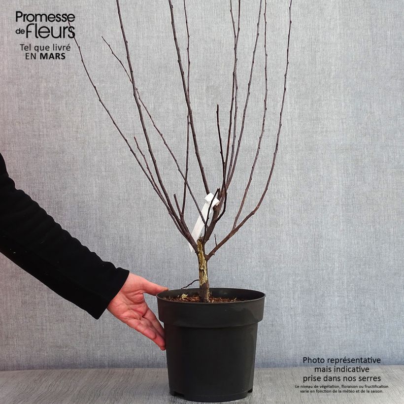 Exemplar von Malus toringo Freja - Pommier d'ornement Pot de 7,5L/10L wie im Winter geliefert