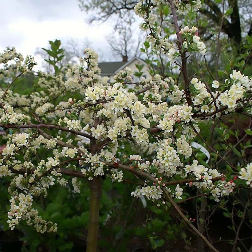 Zierapfel Tina - Malus toringo var. sargentii (Blüte)