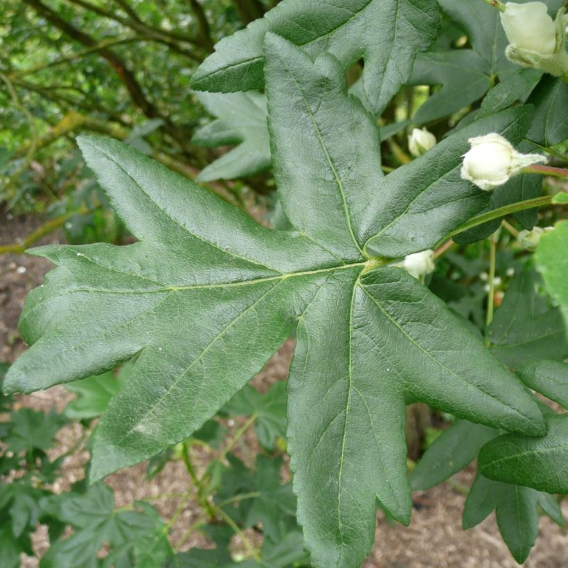 Dreilappiger Apfel - Malus trilobata (Laub)