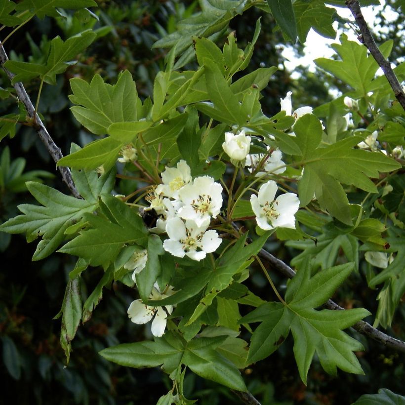 Dreilappiger Apfel - Malus trilobata (Blüte)