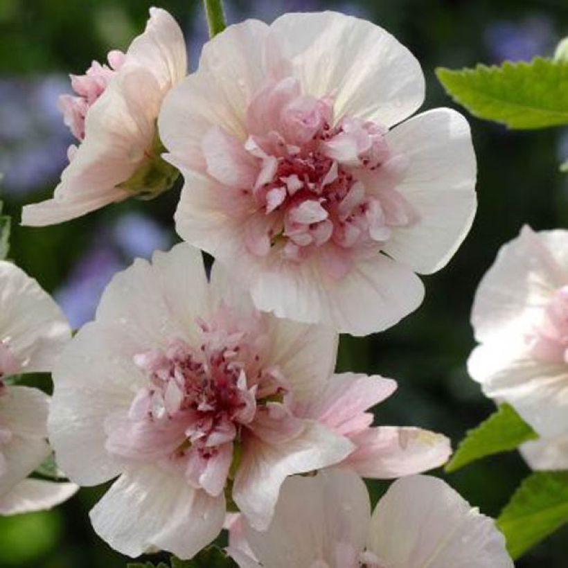 Alcalthaea suffrutescens Freedom - Halbstrauchige Stockrose (Hafen)