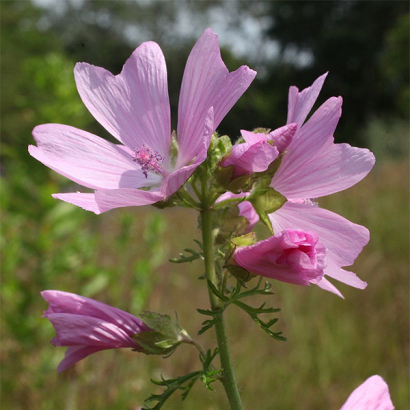 Moschus-Malve rosea - Malva moschata (Blüte)