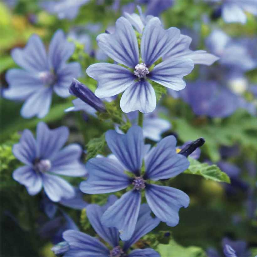 Wilde Malve Primley Blue - Malva sylvestris (Blüte)