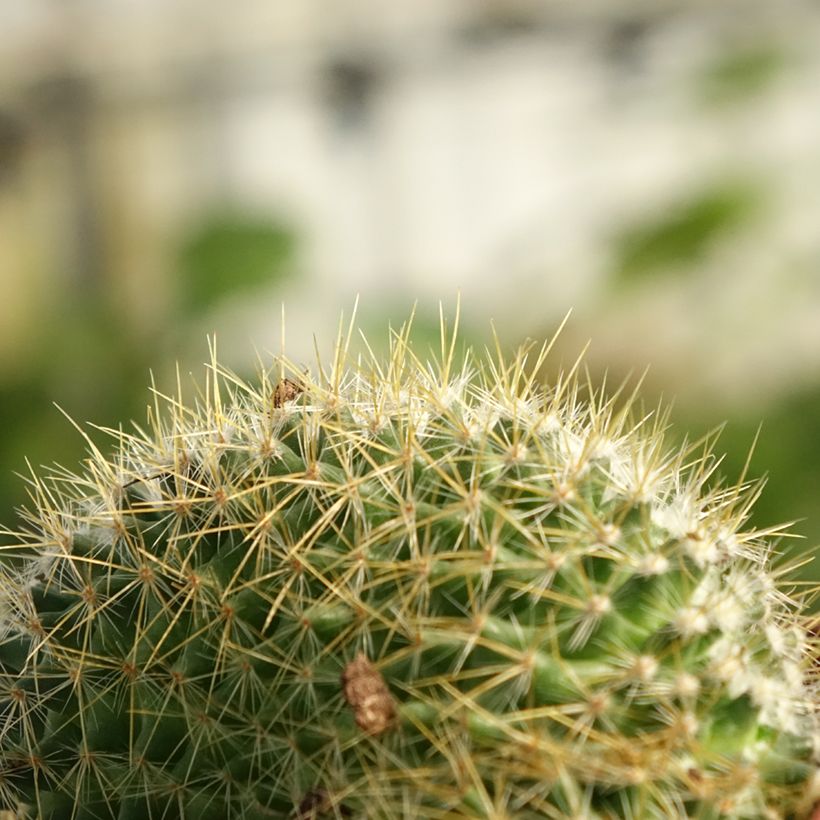 Mammillaria elongata Cristata - Warzenkaktus (Laub)