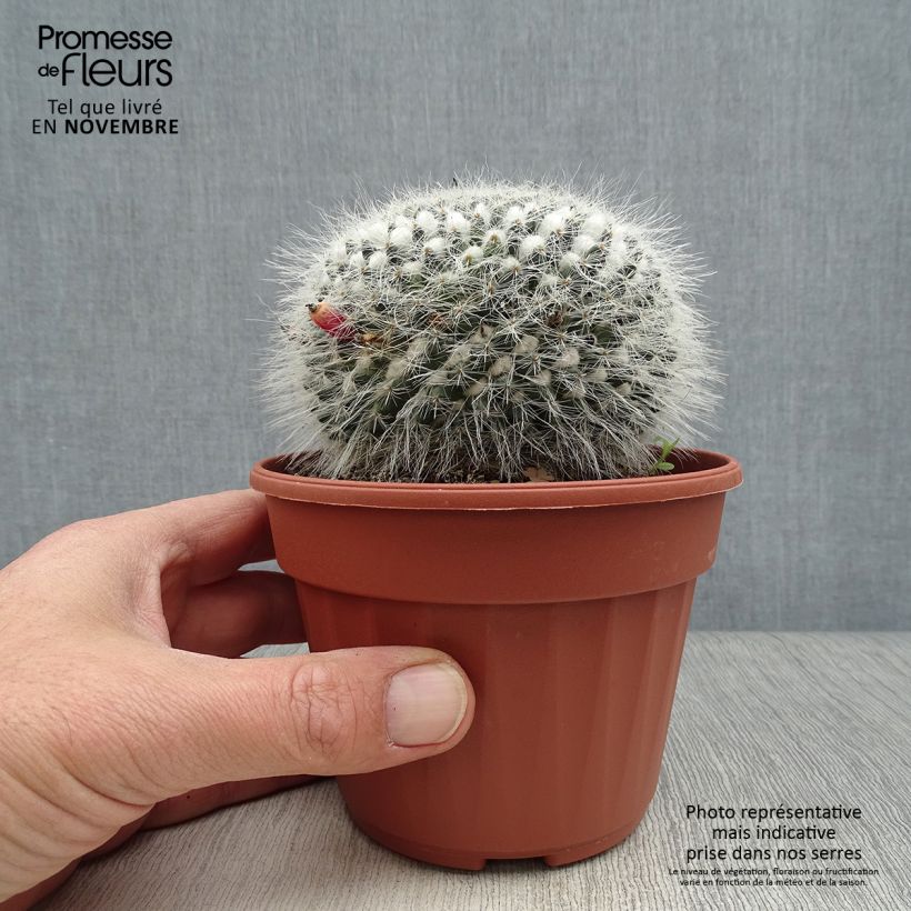 Exemplar von Mammillaria perbella - Warzenkaktus wie im Herbst geliefert