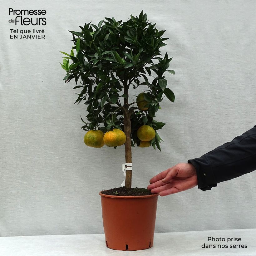 Exemplar von Mandarinier - Citrus deliciosa - Agrumes Pot de 4L/5L wie im Winter geliefert