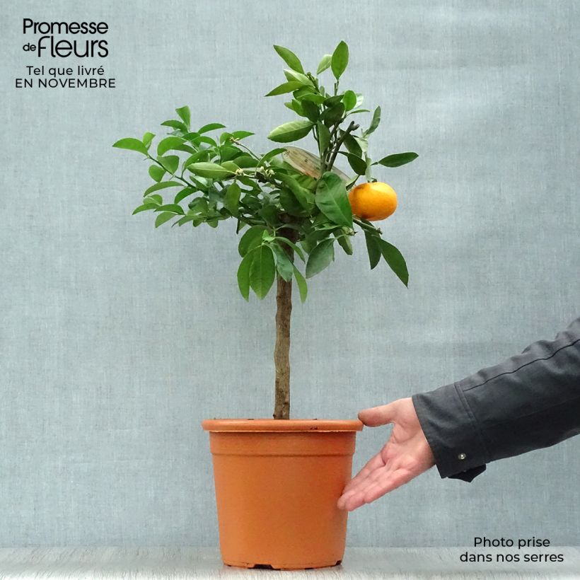 Exemplar von Mandarinier Satsuma - Citrus unshiu Pot de 4L/5L wie im Herbst geliefert