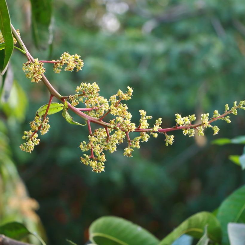 Mangifera indica - Mangobaum (Blüte)