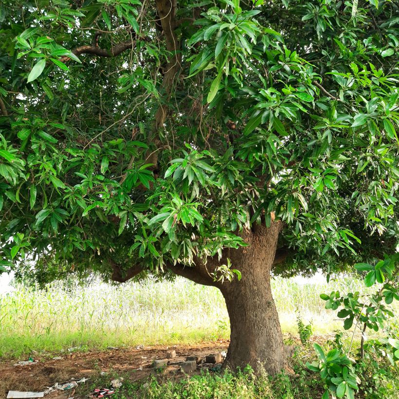 Mangobaum - Mangifera indica (Hafen)