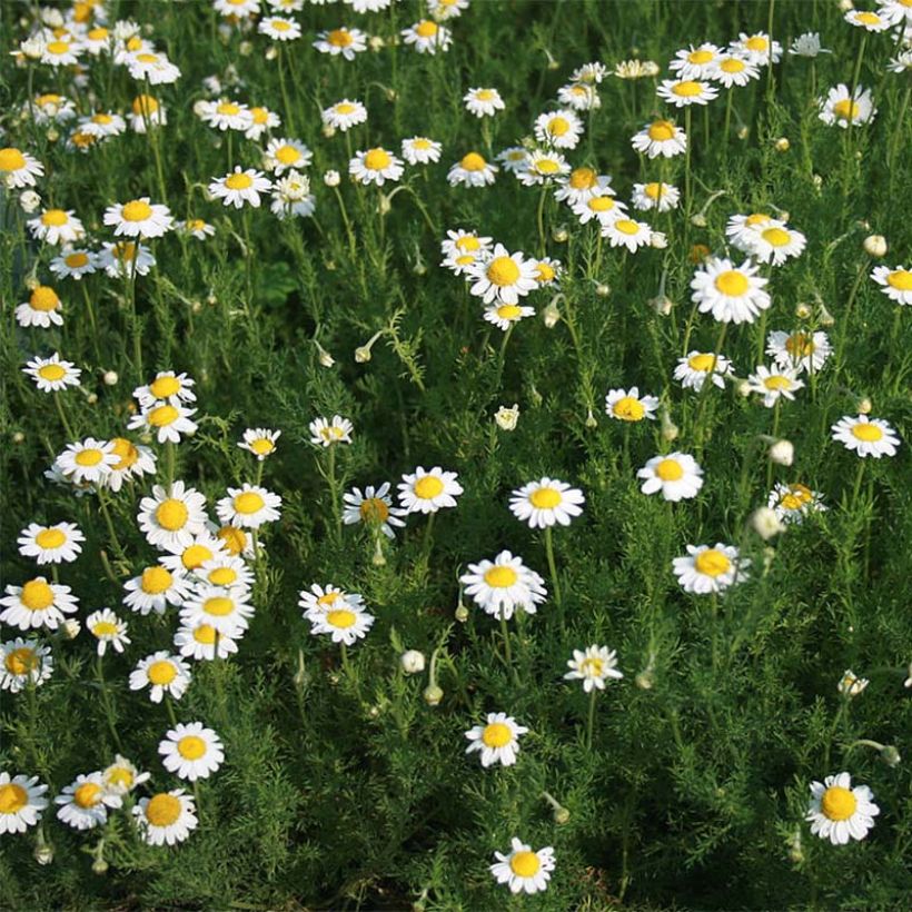 Römische Hundskamille - Anthemis nobilis (Hafen)