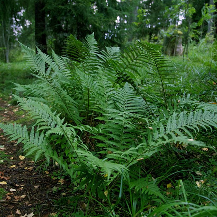 Amerikanischer Straußenfarn - Matteuccia struthiopteris var. pensylvanica (Hafen)