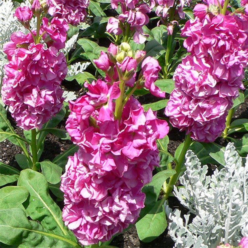 Levkoje - Matthiola incana (Blüte)