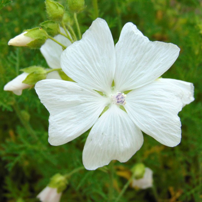 Moschus-Malve Alba - Malva moschata (Blüte)