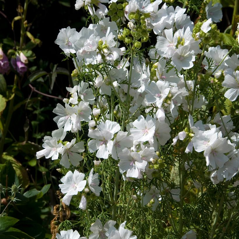 Moschus-Malve Alba - Malva moschata (Hafen)