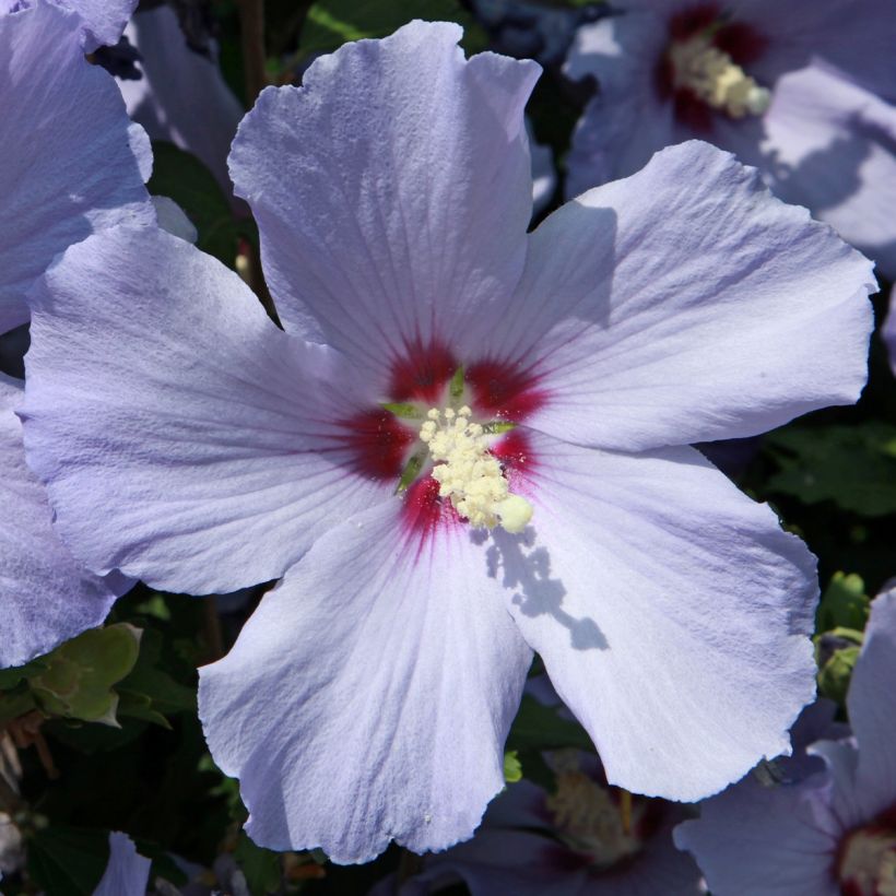 Garten-Hibiscus Azurri - Hibiscus syriacus (Blüte)