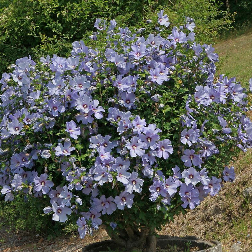 Garten-Hibiscus Azurri - Hibiscus syriacus (Hafen)