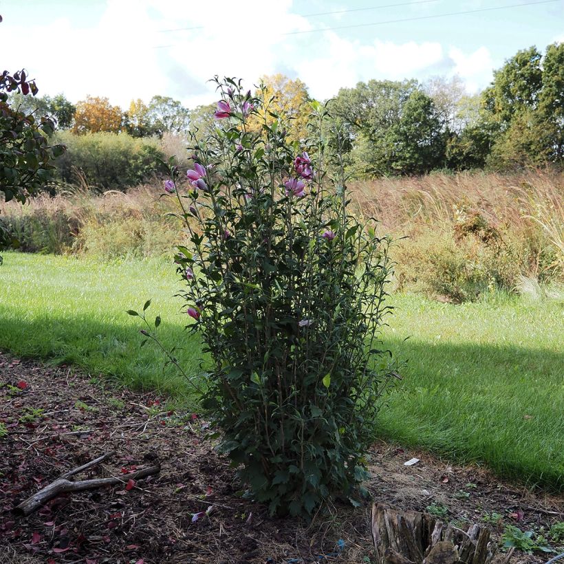 Garten-Hibiscus Purple Pillar - Hibiscus syriacus (Hafen)