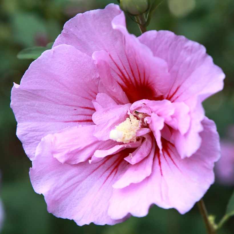 Garten-Hibiscus Purple Pillar - Hibiscus syriacus (Blüte)